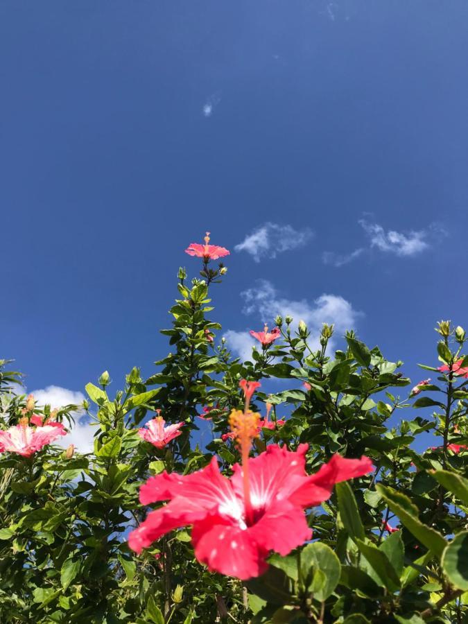 みーまん奄美 Pansiyon Amami Dış mekan fotoğraf